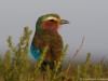 Young lilac breasted roller in Amboseli