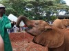 Keeper Julius at Sheldrick Wildlife Trust with my latest adopted elephant Wamata