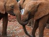 The bonds the young, rescued elephants form with each other at the Sheldrick Wildlife Trust in Nairobi