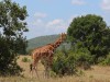 The reticulated giraffes were beautiful.