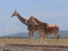 In Ol Pejeta Conservancy, there are troughs that sometimes have water running through them to help the animals when there is not much water.