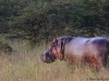 The hippo in Mara North had just gotten out of the water and was all shiny