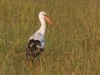 White stork soaking up the sun
