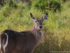 Common waterbuck has the white ring on its rump