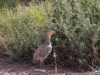 Yellow-necked spurfowl