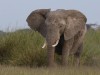 Amboseli is known for its large families of elephants