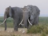Tusks come in all shapes, sizes and angles. I saw the one on the right with the angled tusks also in 2024.