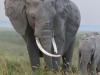I wondered how easily this elephant could move her trunk out from between her tusks