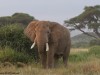 The tusks on this elephant appear to be broken or very worn
