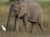 The smaller ones are especially cute and fun to watch
