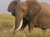 Researchers use the ragged ear tears to help identify the elephants as well as the tusks