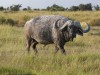 Although I saw primarily elephants in Amboseli, this large cape buffalo appeared to have been enjoying the mud as well