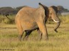 This youngster was running with ears flapping to catch up with the others