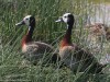 White-faced whistling ducks