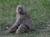 This baboon looks innocent but would steal anything they could if you were not looking
