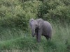 The grasses provided endless food for the elephants