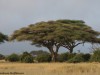 Now in Amboseli National Park, the classic view of the Umbrella thorn acacia tree