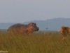 I think the hippo and the lion were surprised by each other's presence. I'm sure the hippo was headed back to the water to avoid the sun.