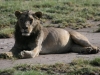 A Very Full Lion