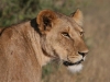 At Buffalo Springs
