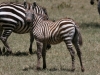 Soft and Fuzzy at Lake Nakuru