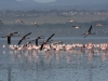 Flamingos at Lake Nakuru