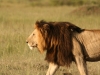 Mr. Handsome in the Mara
