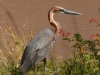 Goliath Heron in the Mara
