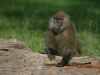 Baboon Dinner at Ol Pejeta