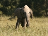 Warming in the Sun in the Mara