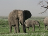 After the Rains in Amboseli