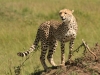 Cheetah in the Mara