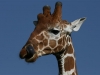Giraffe in Samburu