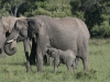 Mothering in the Masai Mara