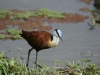 Jacana