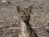 Jackal