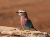 Lilac Breasted Roller