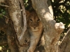 Lion Cub Learns to Climb