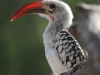 Red Billed Hornbill