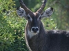 Waterbuck
