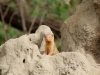 Dwarf Mongoose