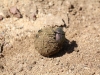 Dung Beetle