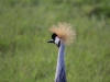 Crowned Crane