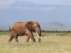 At Amboseli