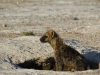 Young Hyena
