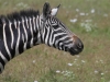 Zebra at Ngorongoro