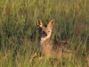 Jackal in the Morning Sunlight