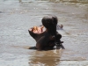 Vocal Hippo