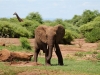 At Lake Manyara