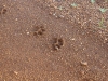 Big Cats Ahead